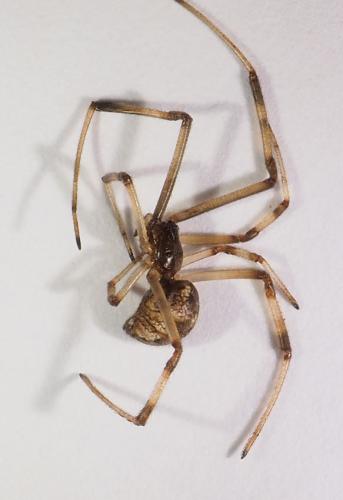 Parasteatoda tepidariorum